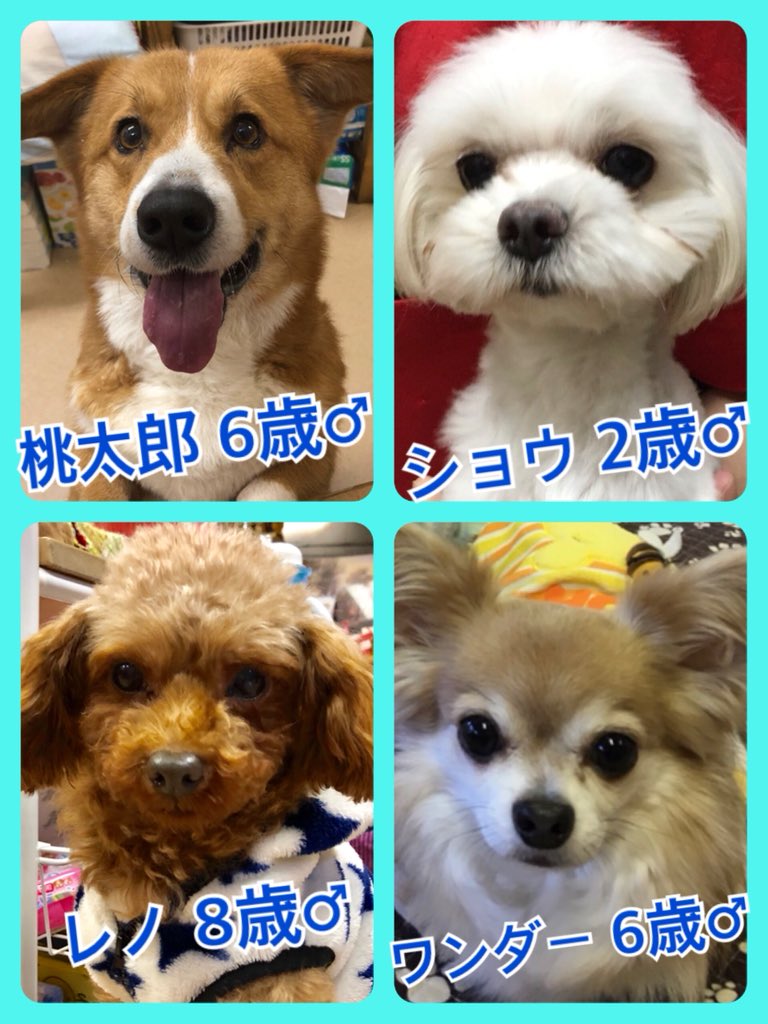🐾今日の里親様募集中ワンコ🐶メンバーです🐾2020,1,24